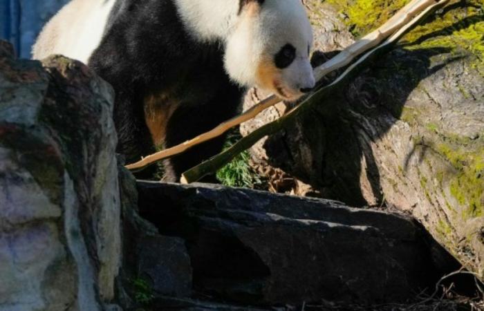 China to replace two giant pandas loaned to Australia: News