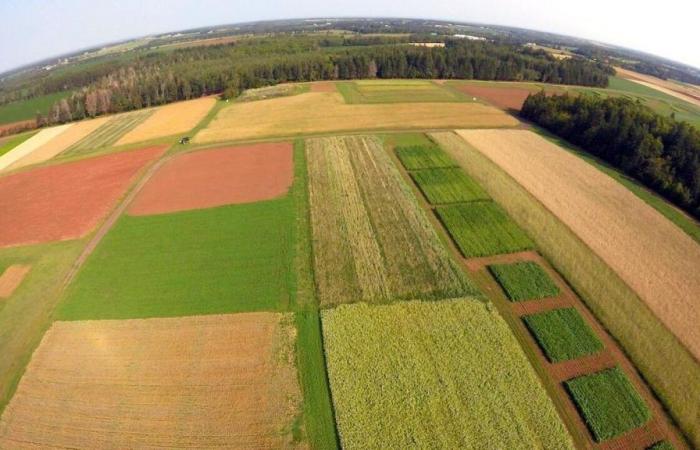 Prince Edward Island farmland almost doubled in price in five years