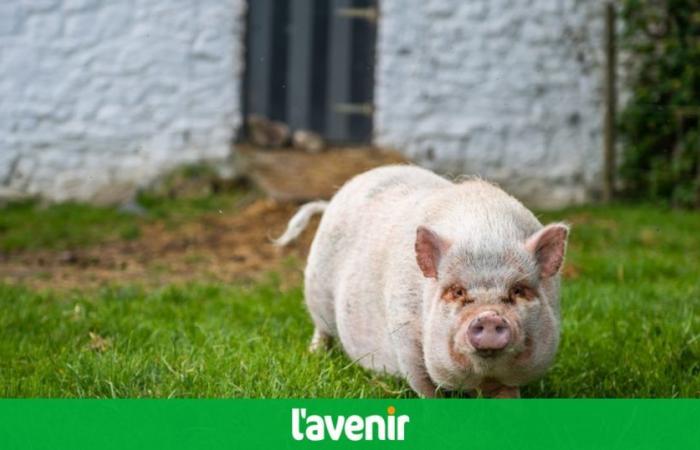 Discover Mimi the pig’s prediction before Belgium-Slovakia