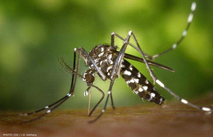 The tiger mosquito at the gates of the canton