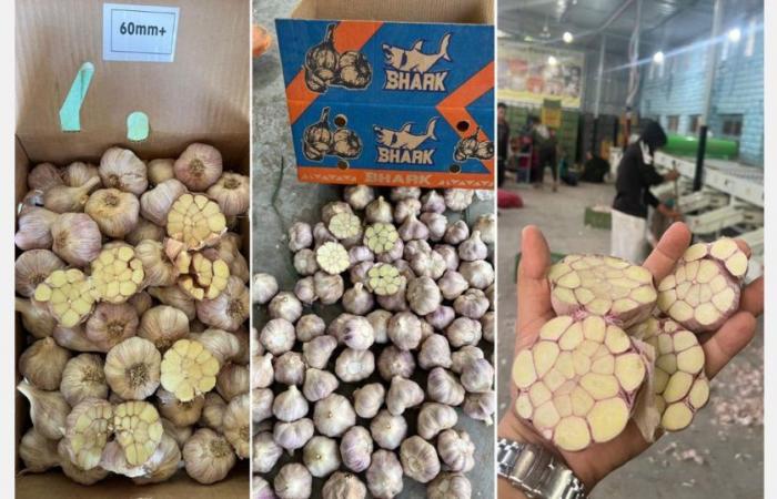 New price increases for Egyptian garlic