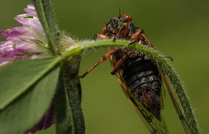 Cicadas are taking Illinois by storm