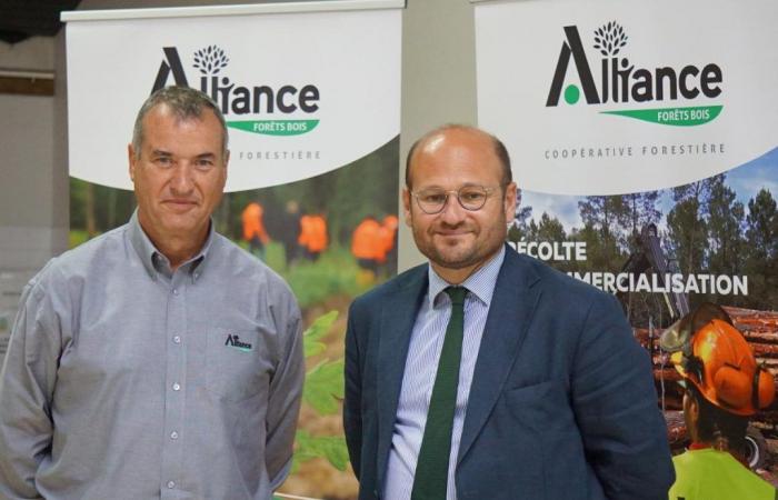 Alliance Forêt bois is preparing to plant 10 million pine trees