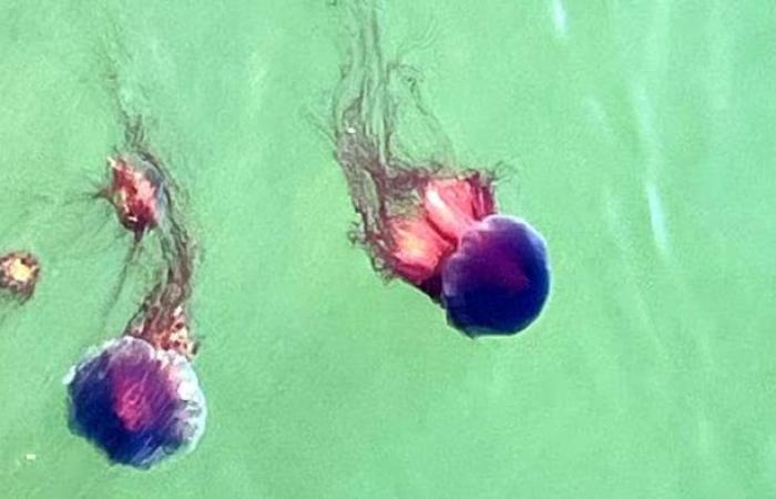 Charlottetown Harbor is already teeming with jellyfish