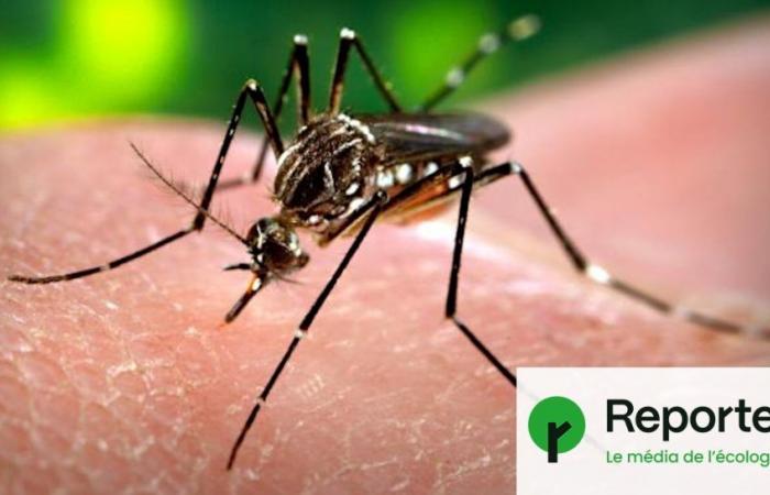 Mosquito damage is getting more and more expensive