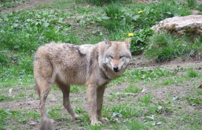 A wolf killed by a hunter, more than 50 since the start of the year in France