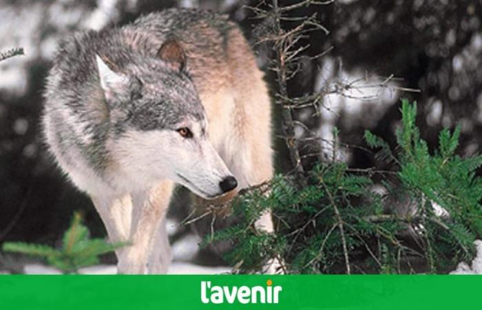 Is the wolf back in Entre-Sambre-et-Meuse?