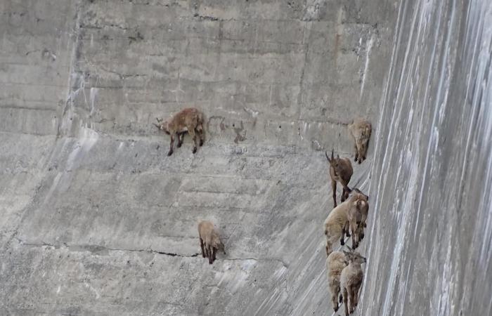 A herd of ibex climbs the Salanfe dam for an acrobatic picnic – rts.ch