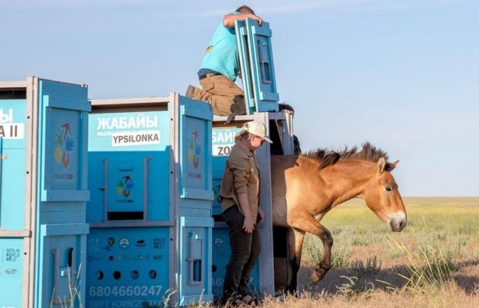 Rare wild horses return to Kazakhstan’s golden steppe after being saved from extinction