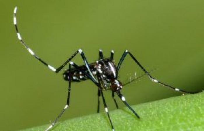The rising cost of mosquito control