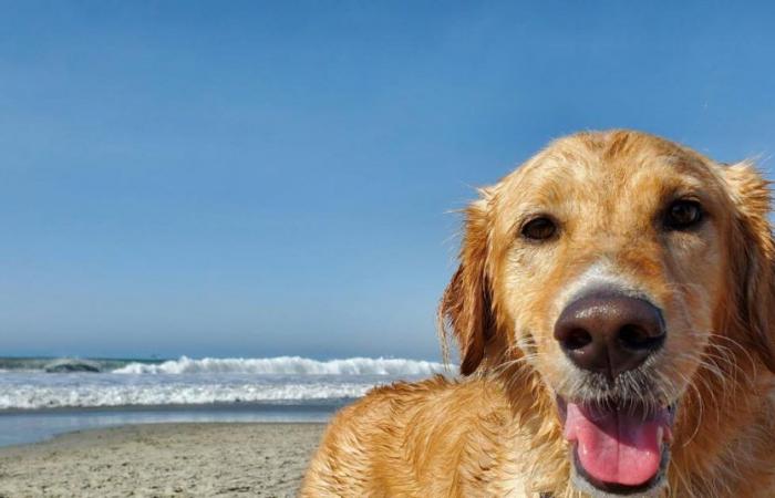 Why you should be careful when going to the beach with your dog