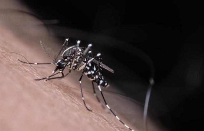Where are tiger mosquitoes found in France and how can you protect yourself from diseases?