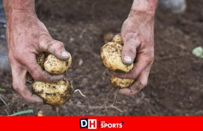 Disaster in Belgium, the potato is drowning: “It’s the worst year we’ve ever known!”