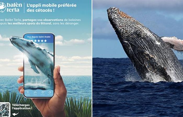 “Balèn Terla”: a mobile application dedicated to observing humpback whales from the coast of Reunion!