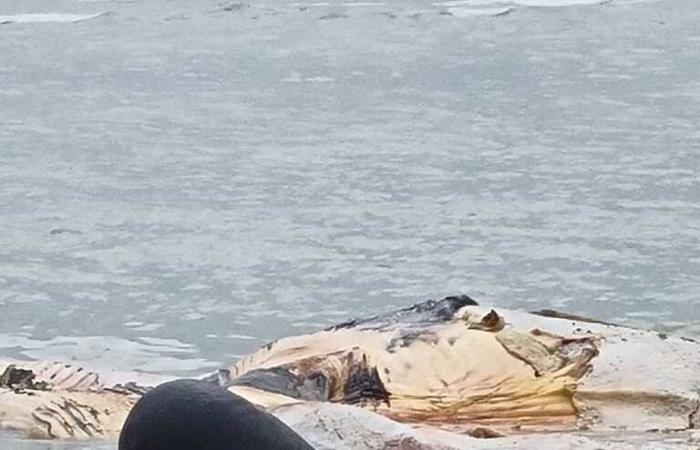 VIDEO. A whale measuring around ten meters stranded on a beach in the English Channel