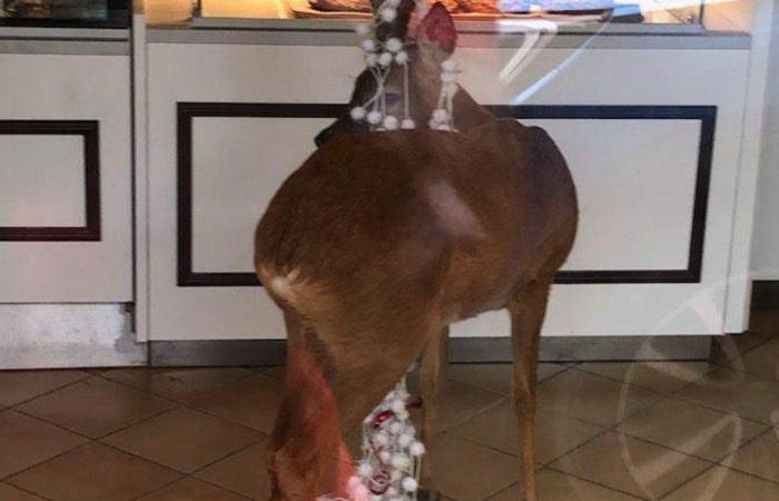 “More fear than harm” after a deer burst into a bakery near Toulouse