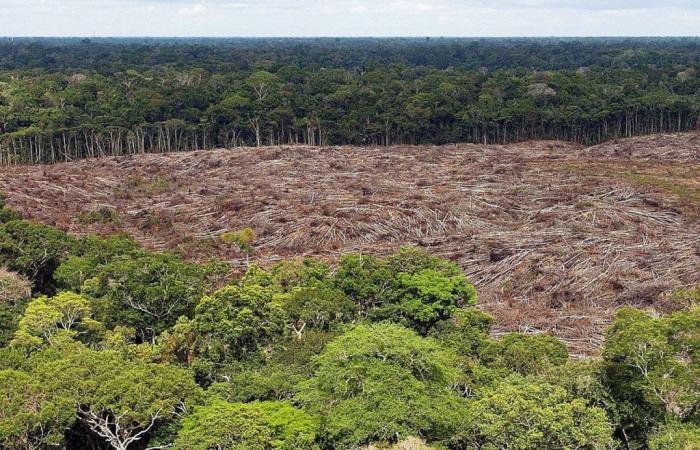 Brazil: Lula strengthens protection of the Amazon forest
