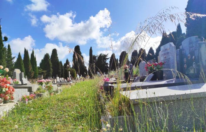 “The dead deserve better than that”: in this Nice cemetery, the weeds left by the city shock the loved ones of the deceased
