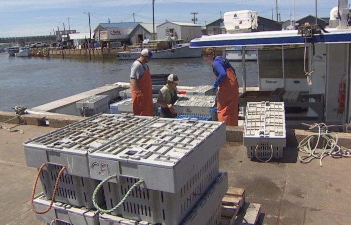 Lobster fishermen on P.E.I. frustrated by the prices
