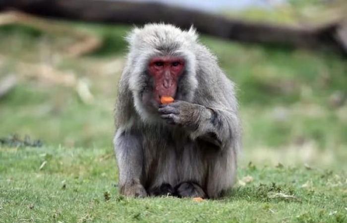 the Japanese macaque who managed to escape from a zoo
