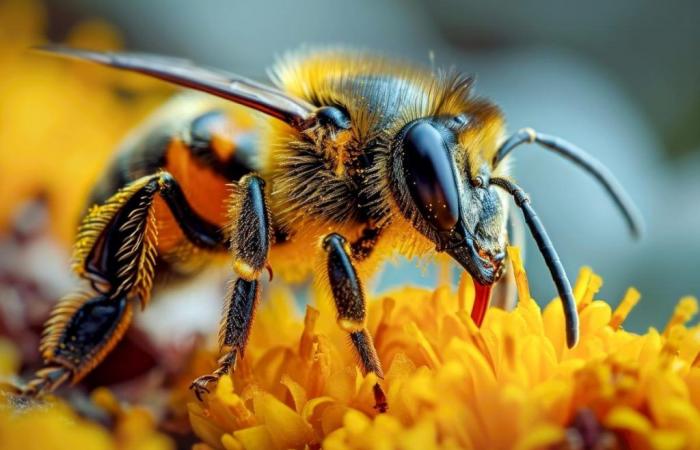 Bees could detect this cancer in humans