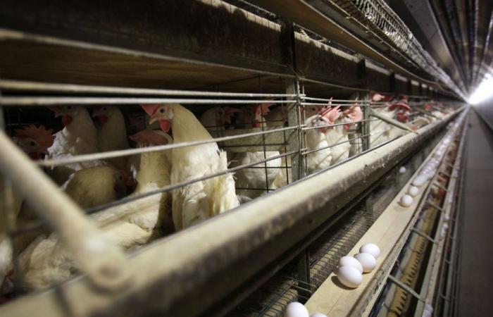 Avian flu shows a world not sufficiently prepared for future pandemics
