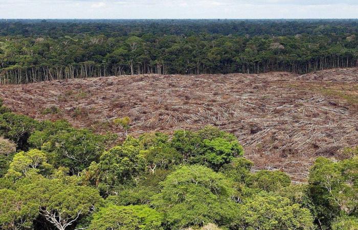 Lula strengthens protection of the Amazon forest