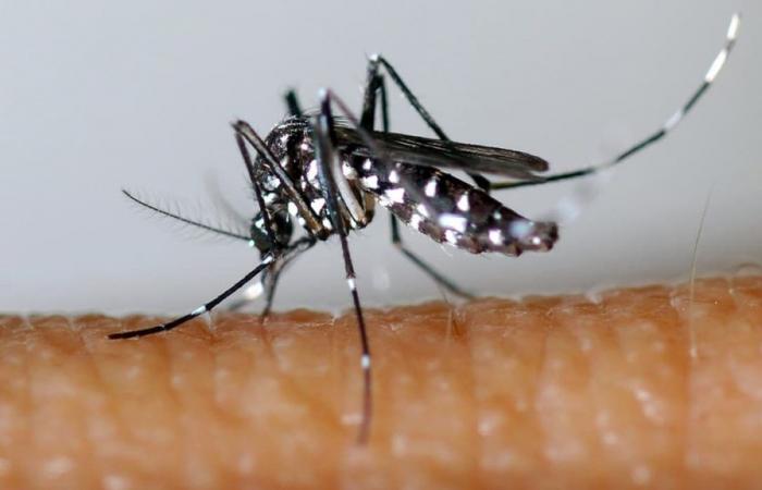 the Pasteur Institute warns against the transmission of viruses by tiger mosquitoes during the Olympics