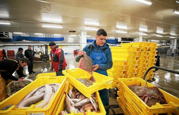 In Guilvinec, the price of fish creates a stir