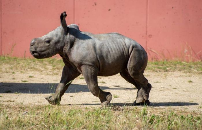 Ardèche: birth of a female white rhino in Peaugres, first animal without a first name at the safari park