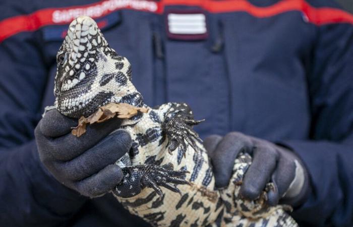 Snakes, iguanas… these Seine-Maritime firefighters trained to handle reptiles