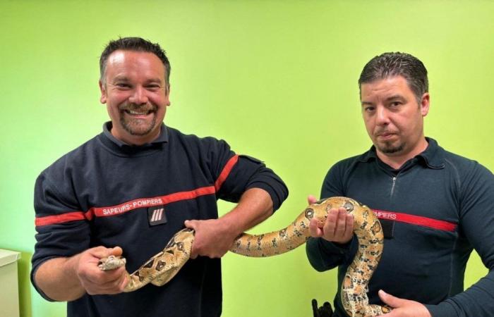 Snakes, iguanas… these Seine-Maritime firefighters trained to handle reptiles