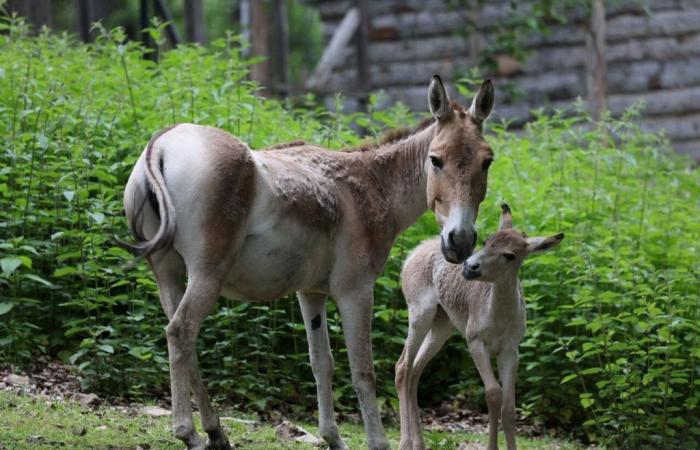 Puy de Dome. Two births of rare animals little known to the public: “A new hope”