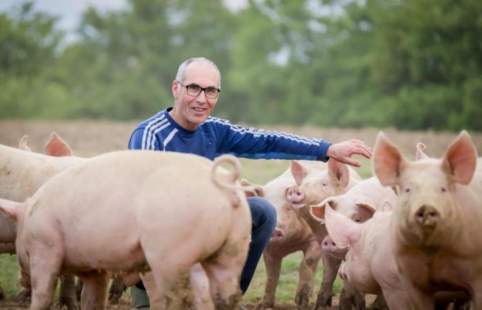 Daniel Tailleur, the Béarnais breeder who collects prizes at the Bayonne ham fair