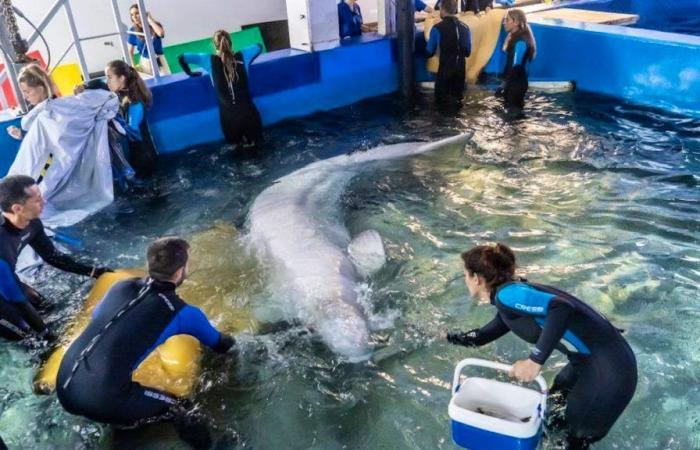 Two belugas exfiltrated from Kharkiv have arrived in Spain