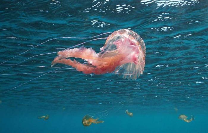 Jellyfish: report their presence in our collaborative map – PACA region