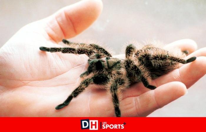 A live tarantula found in the street in Brussels: “Daks” was abandoned by its owner