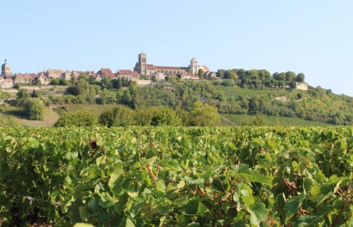 Daniel Moiron donates land from the Vézelay vineyard to the Hospices Civils de Beaune