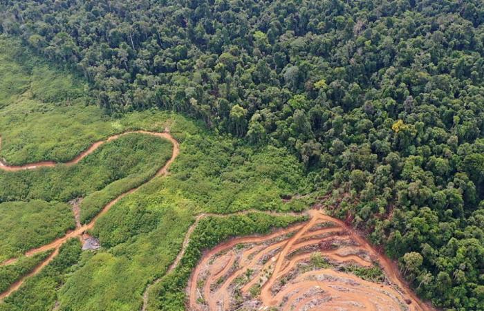 Washington asks EU to postpone anti-deforestation rules