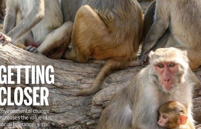 what macaques have to teach us