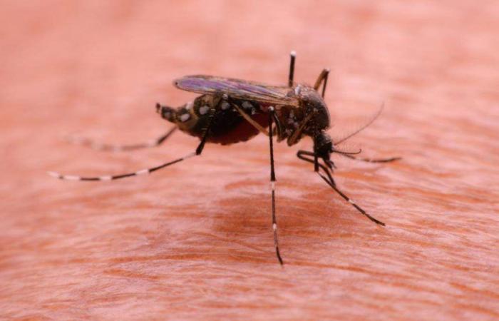 An increase in cases of dengue fever recorded in Luxembourg