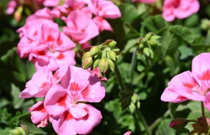 this elegant and colorful plant is a natural repellent against these pests in the garden