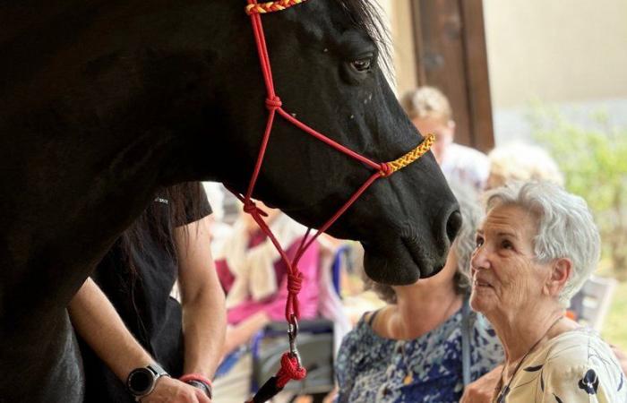 Near Perpignan: the mare Atania awakens the memory of residents of the retirement home