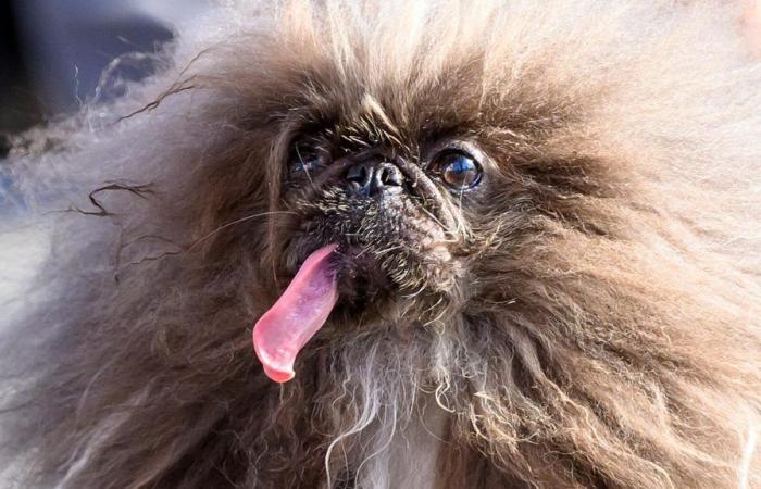 Voted the world’s ugliest dog for 2024, Wild Thang has a touching story behind his physique