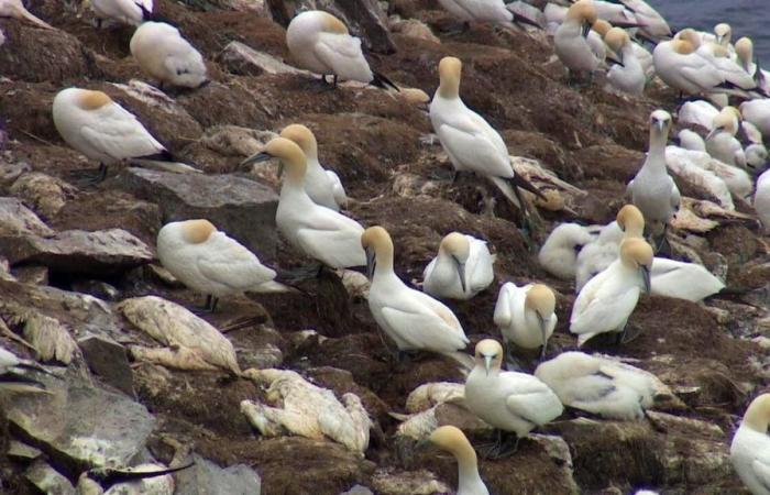 The population of gannets, hard hit by avian flu, is getting better