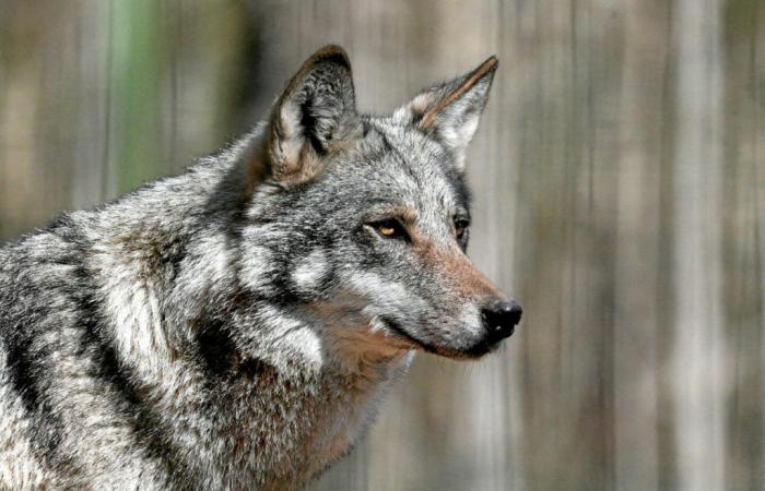 a mother seriously injured by wolves