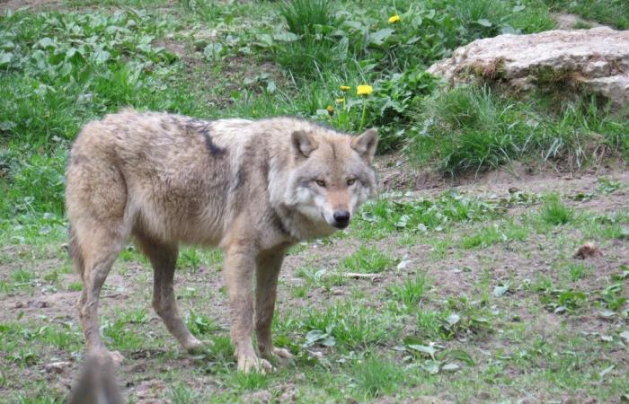 How did the victim end up in the wolf enclosure?