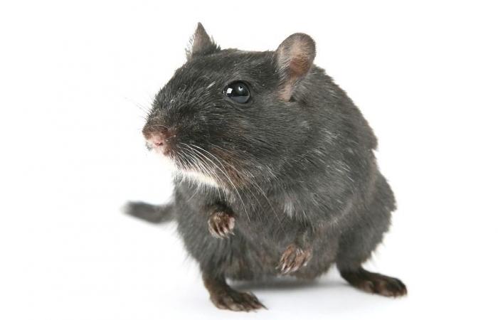 Alzheimer’s disease: a promising study in mice