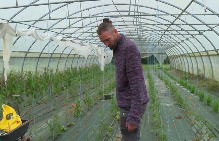 REPORT “It’s worse than the drought”. Market gardeners hit hard by floods in Loire-Atlantique