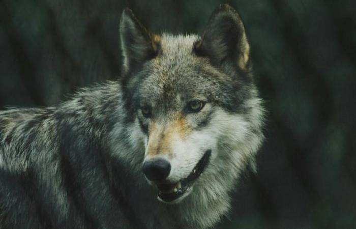 Woman attacked by wolves at Thoiry zoo: what we know
